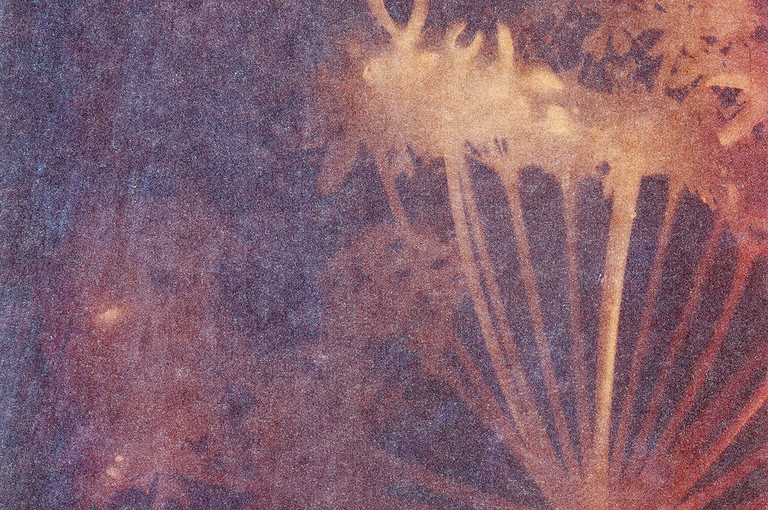 Bild 1 zu Angebot Ester Vonplon &ndash; Natur festhalten