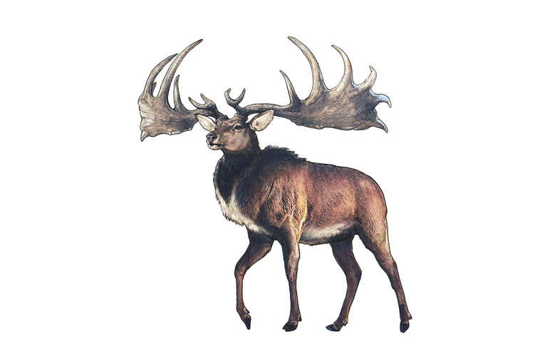 Bild 3 zu Angebot Mammut &amp; Co. im Zoo