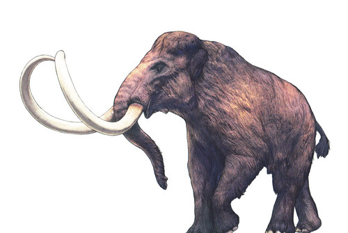 Bild zum Angebot Mammut &amp; Co. im Zoo