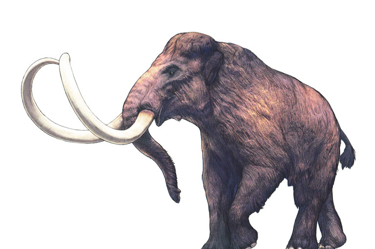 Bild 1 zu Angebot Mammut &amp; Co. im Zoo