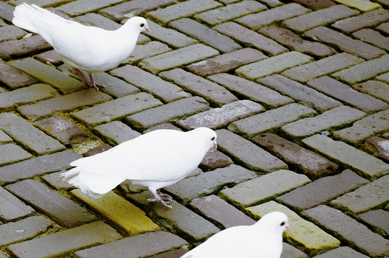 Bild 1 zu Angebot Nathan der Weise