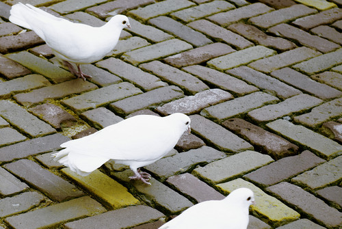 Bild zum Angebot Nathan der Weise