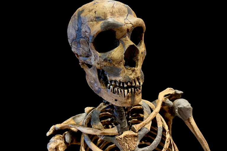 Bild 5 zu Angebot Zweibeinig im Museum