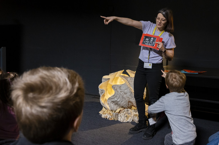 Bild 4 zu Angebot Knochen und Skelette