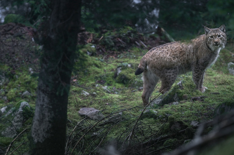 Bild 2 zu Angebot Le Chant des for&ecirc;ts