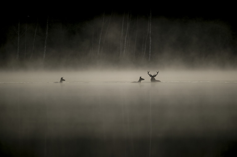 Bild 1 zu Angebot Le Chant des for&ecirc;ts