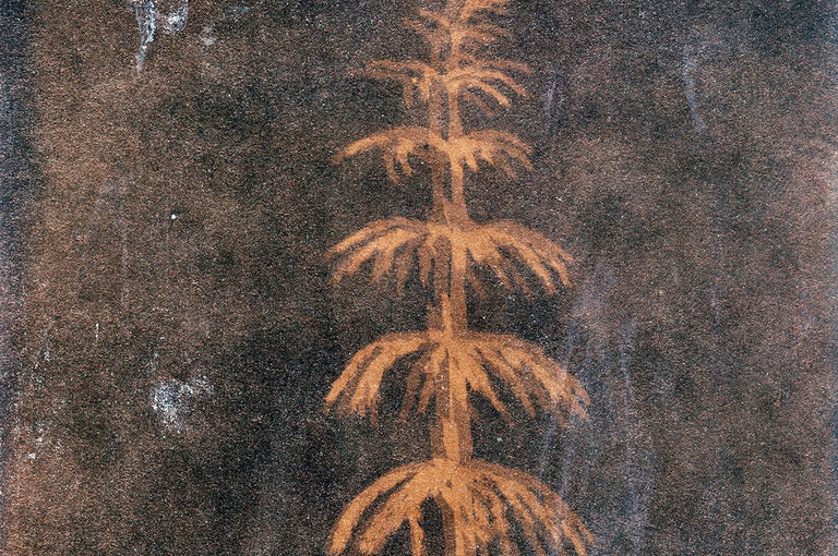 Bild 3 zu Angebot Ester Vonplon &ndash; Natur festhalten