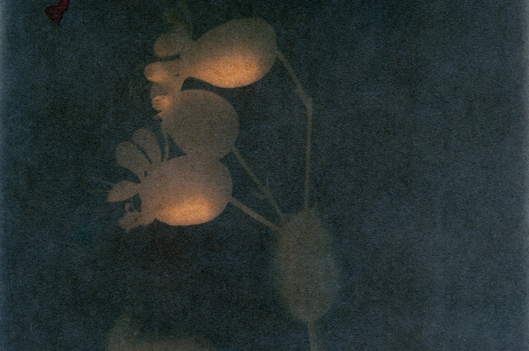 Bild 4 zu Angebot Ester Vonplon &ndash; Natur festhalten