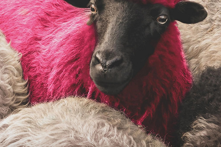 Bild 1 zu Angebot DJ Ahmet