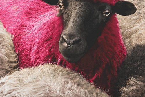 Bild zum Angebot DJ Ahmet