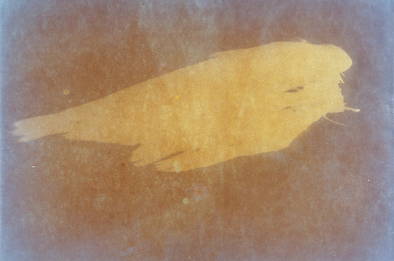 Bild 2 zu Angebot Ester Vonplon &ndash; Natur festhalten