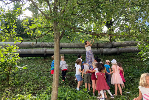 Bild zum Angebot Stadtpflanzen und essbares Unkraut