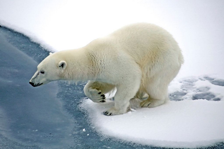 Bild 1 zu Angebot Das Einhorn der Meere 