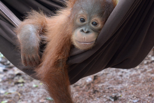 Bild zum Angebot Abenteuerreise zu den Orang-Utans