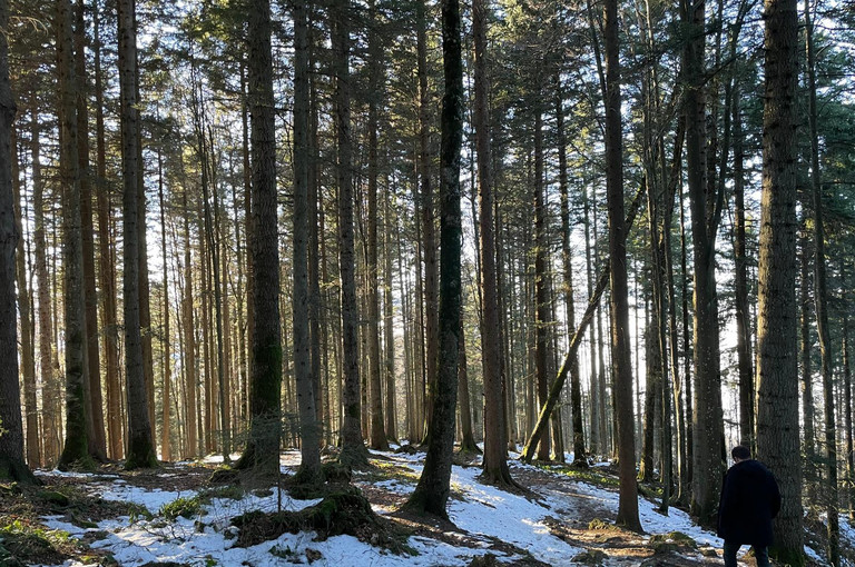 Bild 2 zu Angebot Zwischenhalt Wald