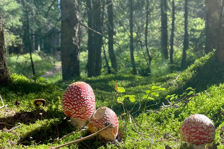 Bild 1 zu Angebot Zwischenhalt Wald
