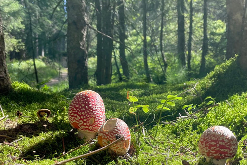 Bild zum Angebot Zwischenhalt Wald