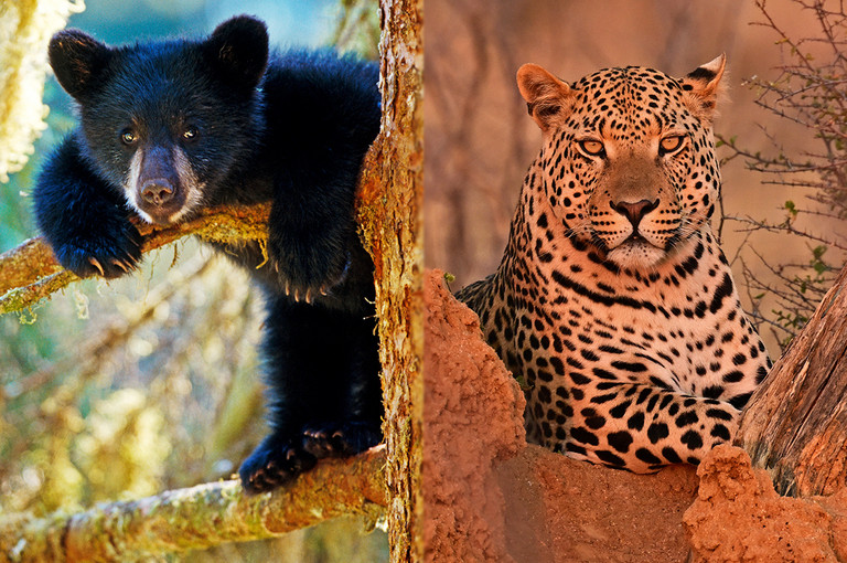 Bild 2 zu Angebot Sbampato Thomas